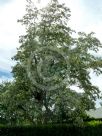 Robinia pseudoacacia