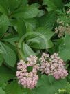 Rodgersia pinnata