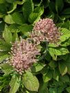 Rodgersia pinnata