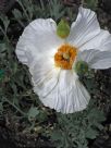 Romneya coulteri