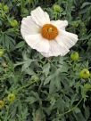 Romneya coulteri