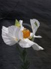 Romneya coulteri