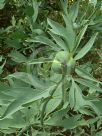 Romneya coulteri