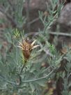 Romneya coulteri