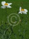 Romneya coulteri