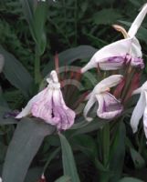 Roscoea beesiana