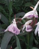 Roscoea beesiana