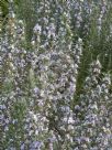 Rosmarinus officinalis Tuscan Blue