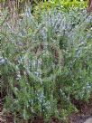 Rosmarinus officinalis Tuscan Blue