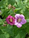 Rubus odoratus