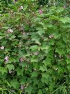 Rubus odoratus