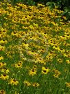 Rudbeckia fulgida