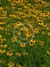 Rudbeckia fulgida