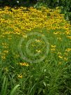 Rudbeckia fulgida