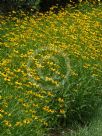 Rudbeckia fulgida