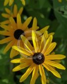 Rudbeckia hirta