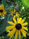 Rudbeckia hirta