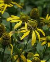 Rudbeckia laciniata