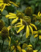 Rudbeckia laciniata