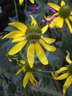 Rudbeckia laciniata