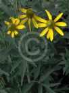 Rudbeckia laciniata