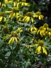 Rudbeckia laciniata