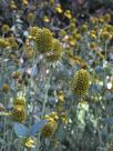 Rudbeckia laciniata