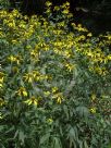 Rudbeckia laciniata