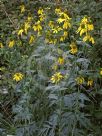 Rudbeckia laciniata