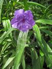 Ruellia simplex