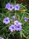 Ruellia simplex