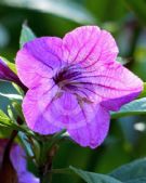 Ruellia macrantha