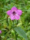 Ruellia macrantha