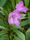 Ruellia macrantha