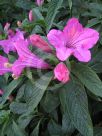 Ruellia macrantha