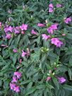 Ruellia macrantha