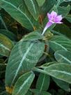 Ruellia makoyana