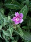 Ruellia makoyana