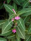 Ruellia makoyana