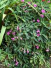 Ruellia makoyana