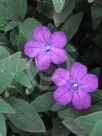 Ruellia squarrosa