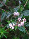 Commersonia hermanniifolia