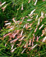 Russelia equisetiformis Tangerine Falls