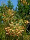 Russelia equisetiformis Tangerine Falls