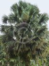 Sabal palmetto