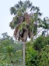 Sabal palmetto