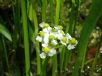 Sagittaria lancifolia