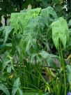 Sagittaria latifolia