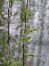 Salix babylonica