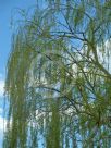 Salix babylonica